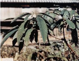 Mitsumata drvo