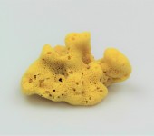 Prirodna spužva prirodna spužva