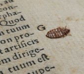 Otkrivanje i nadzor gmižućih i letećih kukaca Image-1121