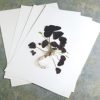 Special papers - Herbarium papers, parchment paper, retro papers for inserting in photo albums...