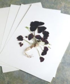 Specijalni papiri - Papiri za herbarij, pergamin papir, retro papiri za umetanje u foto albume …